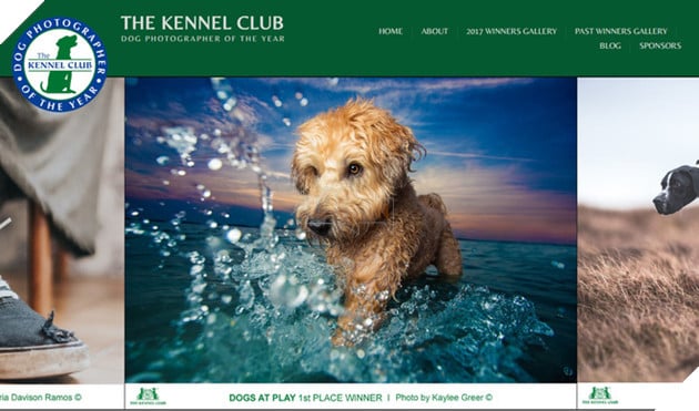 Dog Photographer of the Year do Kennel Club tổ chức