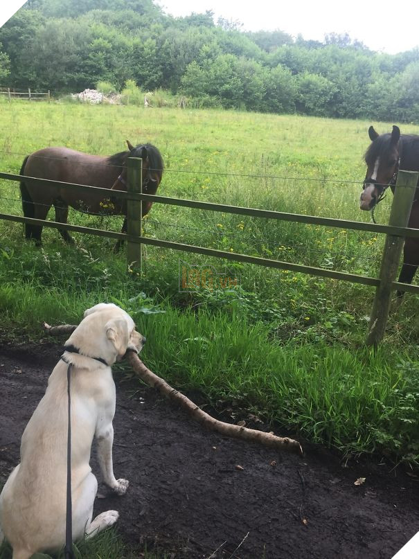 Every Day I Walk My Dog, He Finds The Biggest Stick Possible To Bring As A Gift/Sacrifice For The 'Big Dogs'