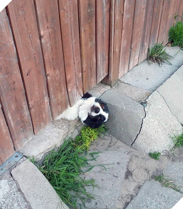 This Is How My Neighbours Dog Gets Attention