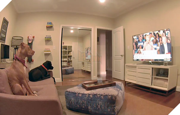 My Co-Worker Wanted To Check-In On Her Dogs And Realized She Left The TV On