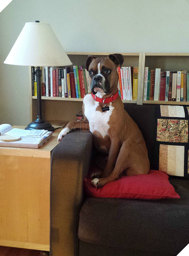 I'm Dogsitting The Most Interesting Dog In The World. Every Time I Walk Through The Living Room, He's Got A New Pose For Me