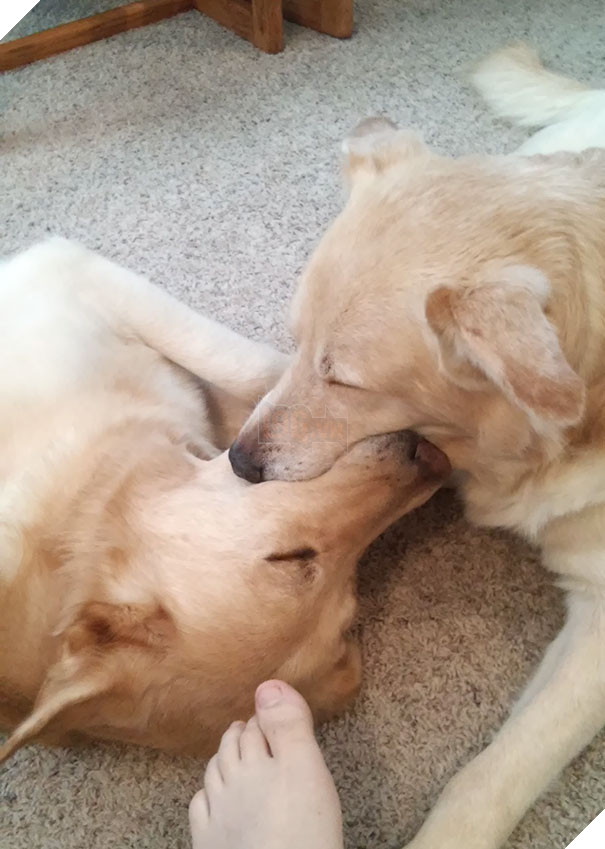 My Dogs Fell Asleep Playing With A Tennis Ball