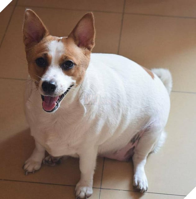 chú chó béo ục ịch đáng yêu
