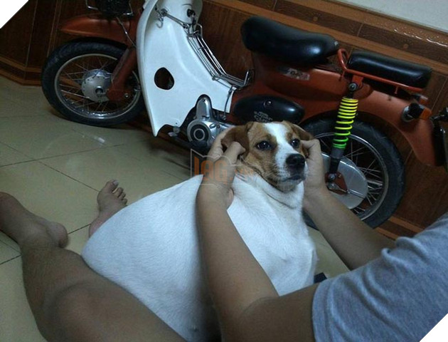 chú chó béo ục ịch đáng yêu