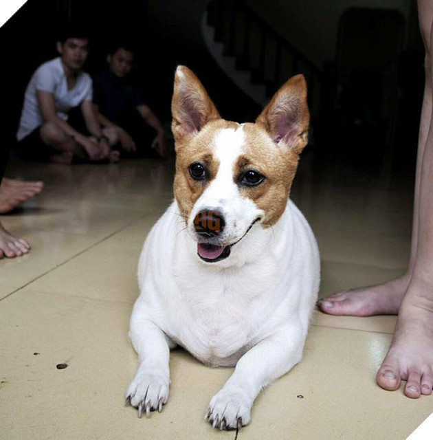 chú chó béo ục ịch đáng yêu