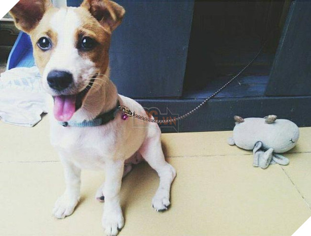 chú chó béo ục ịch đáng yêu