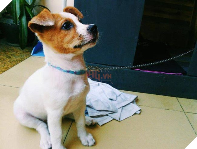 chú chó béo ục ịch đáng yêu