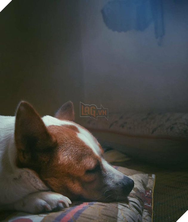 chú chó béo ục ịch đáng yêu