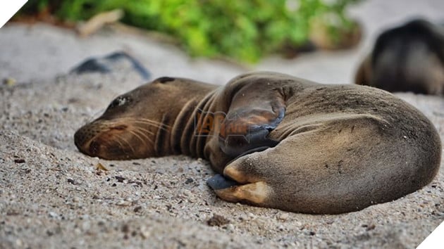 My Photographs Of Sea Lions From My Week In The Galápagos