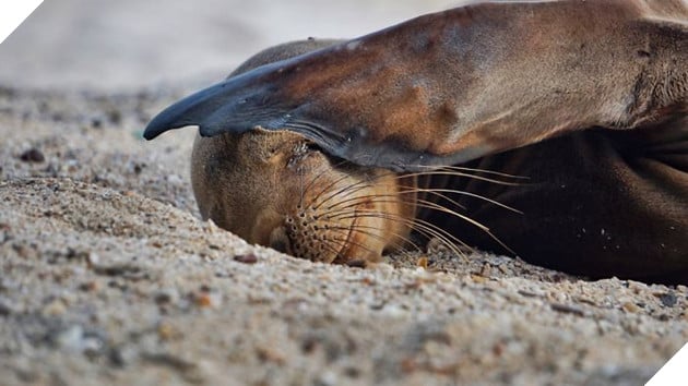 My Photographs Of Sea Lions From My Week In The Galápagos
