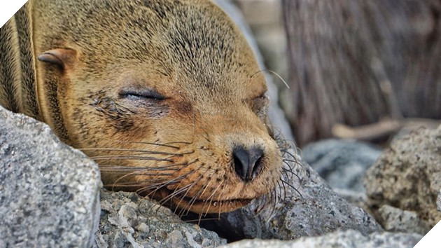 My Photographs Of Sea Lions From My Week In The Galápagos