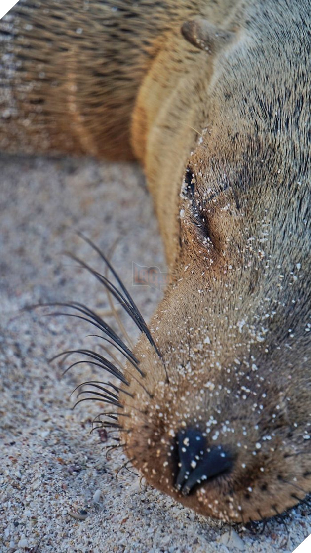 My Photographs Of Sea Lions From My Week In The Galápagos