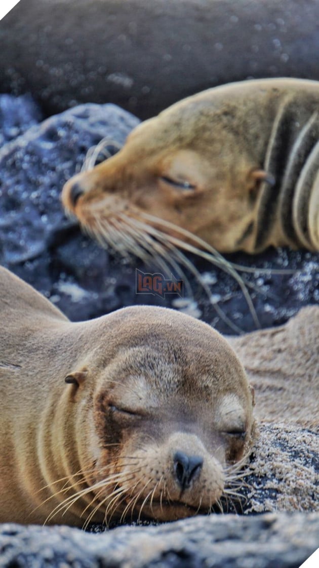 My Photographs Of Sea Lions From My Week In The Galápagos