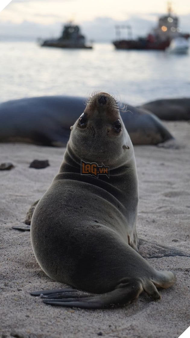 My Photographs Of Sea Lions From My Week In The Galápagos