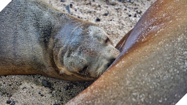 My Photographs Of Sea Lions From My Week In The Galápagos