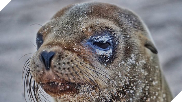 My Photographs Of Sea Lions From My Week In The Galápagos