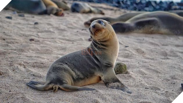 My Photographs Of Sea Lions From My Week In The Galápagos