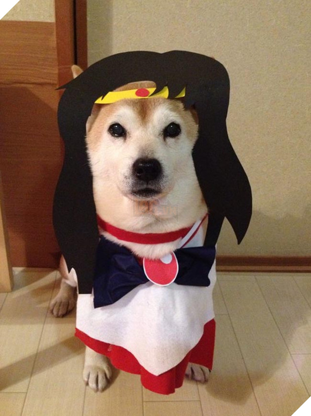 chú chó shiba mặc đồ thời trang cosplay