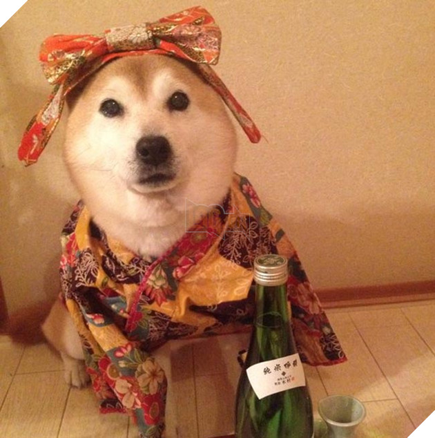 chú chó shiba mặc đồ thời trang cosplay