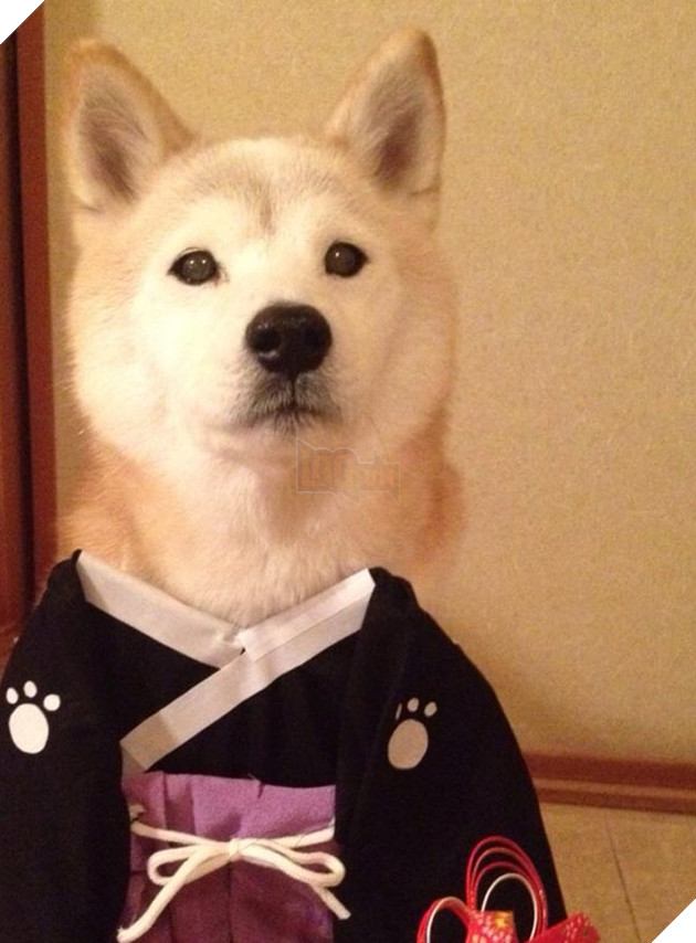 chú chó shiba mặc đồ thời trang cosplay