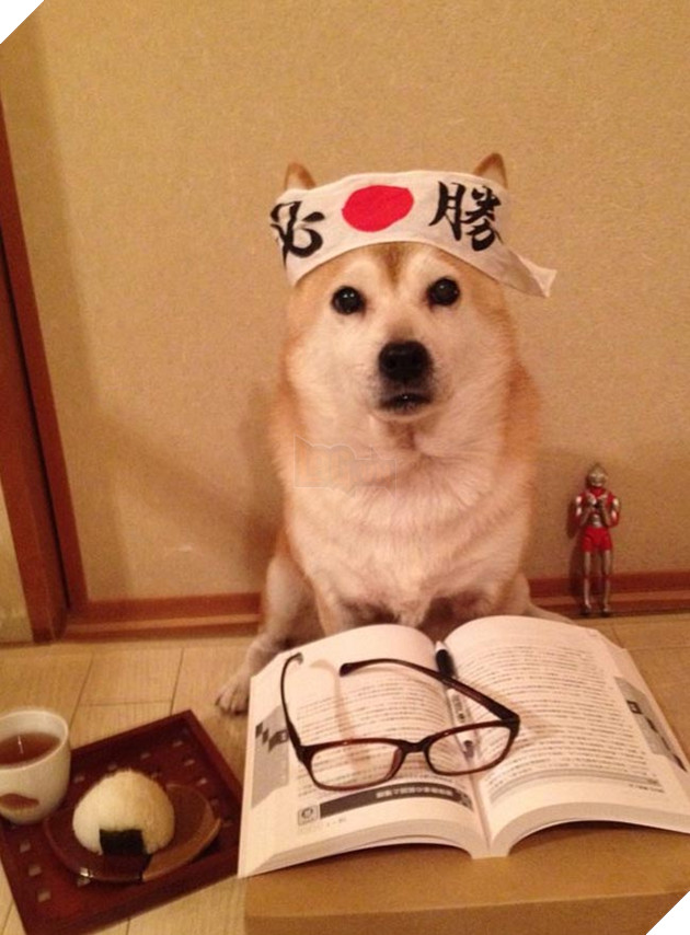 chú chó shiba mặc đồ thời trang cosplay