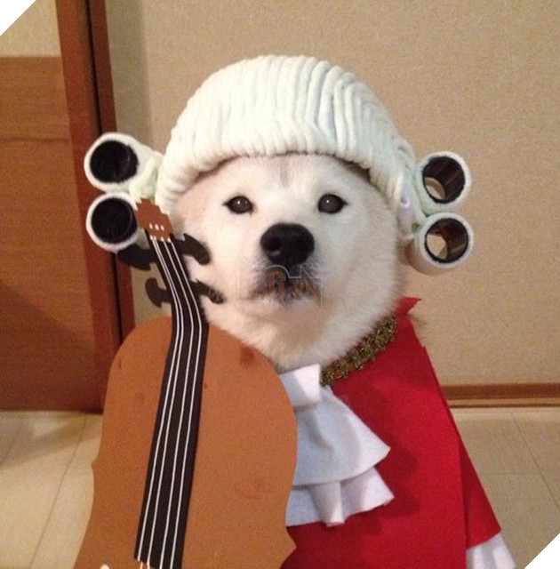 chú chó shiba mặc đồ thời trang cosplay