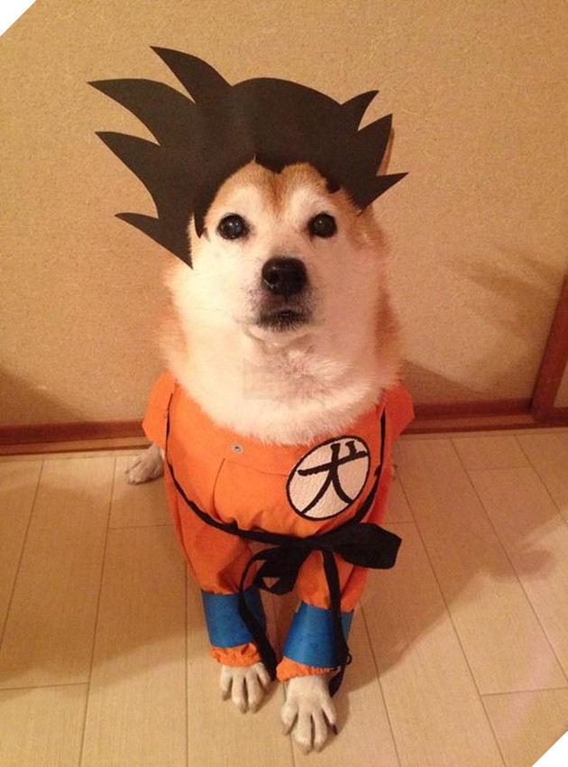 chú chó shiba mặc đồ thời trang cosplay