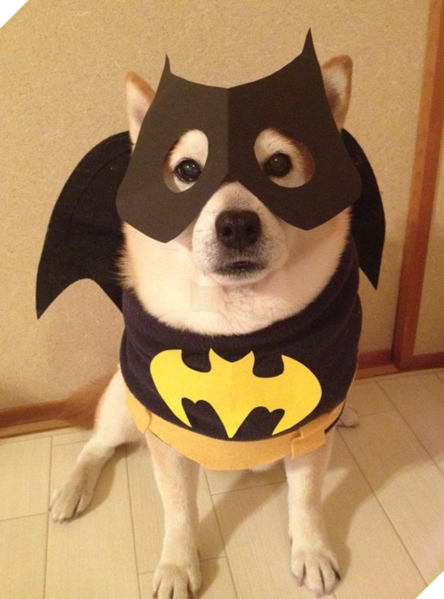 chú chó shiba mặc đồ thời trang cosplay