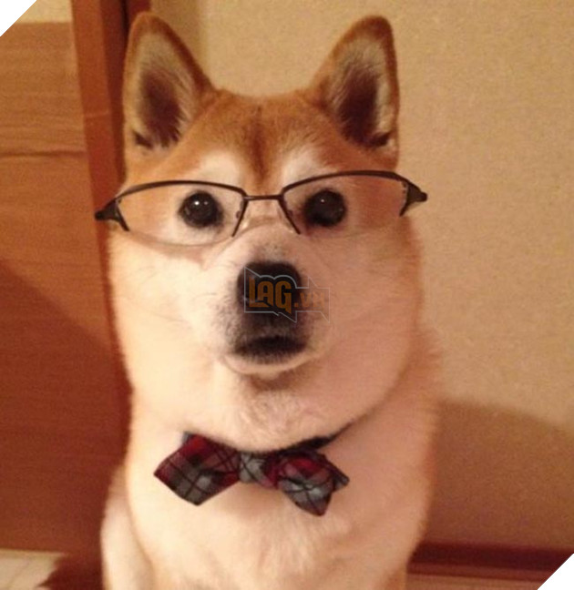 chú chó shiba mặc đồ thời trang cosplay