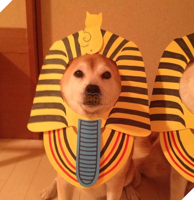 chú chó shiba mặc đồ thời trang cosplay