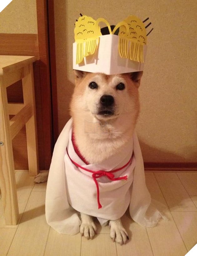 chú chó shiba mặc đồ thời trang cosplay