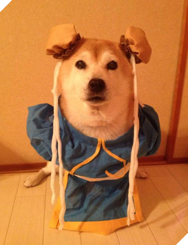 chú chó shiba mặc đồ thời trang cosplay
