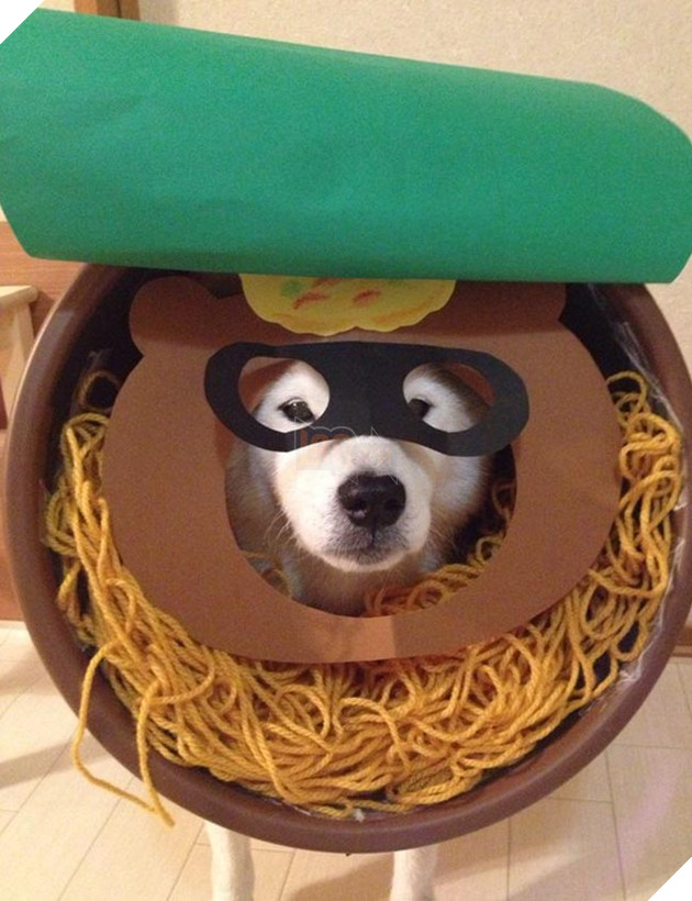chú chó shiba mặc đồ thời trang cosplay