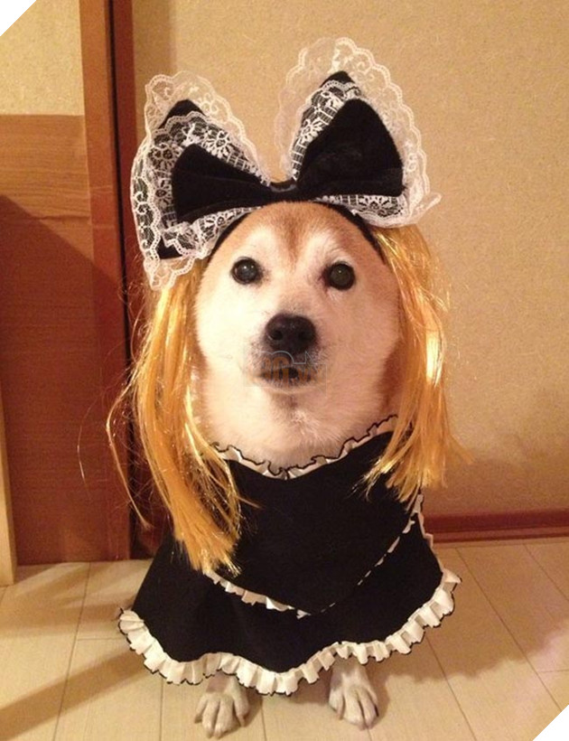 chú chó shiba mặc đồ thời trang cosplay