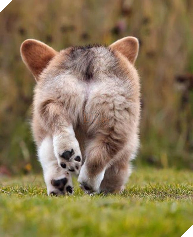 mông corgi siêu quyến rũ