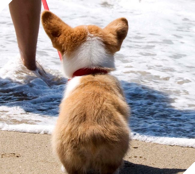 mông corgi siêu quyến rũ