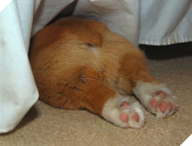 mông corgi siêu quyến rũ