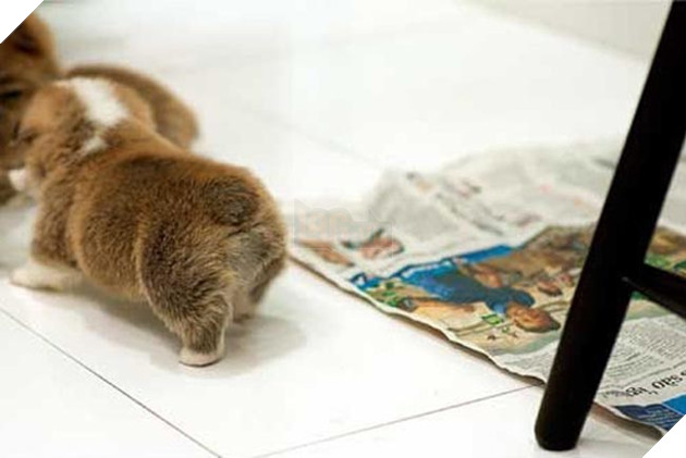mông corgi siêu quyến rũ