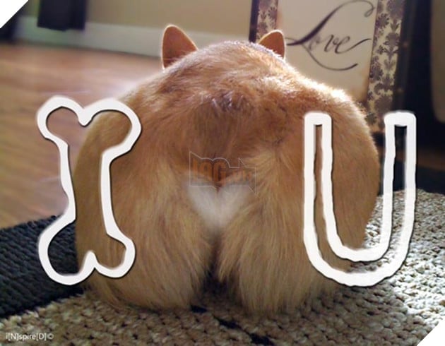 mông corgi siêu quyến rũ