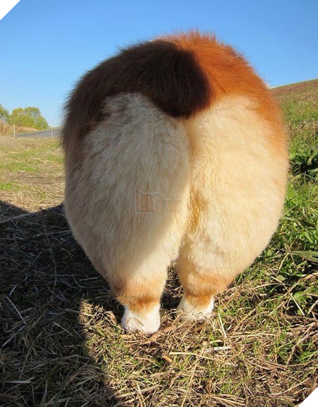 mông corgi siêu quyến rũ