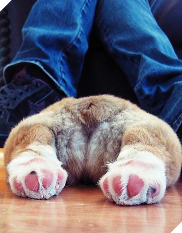 mông corgi siêu quyến rũ