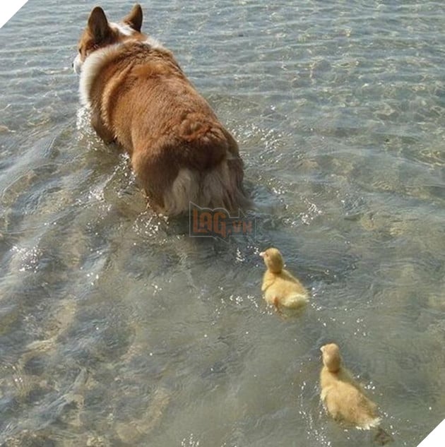 mông corgi siêu quyến rũ