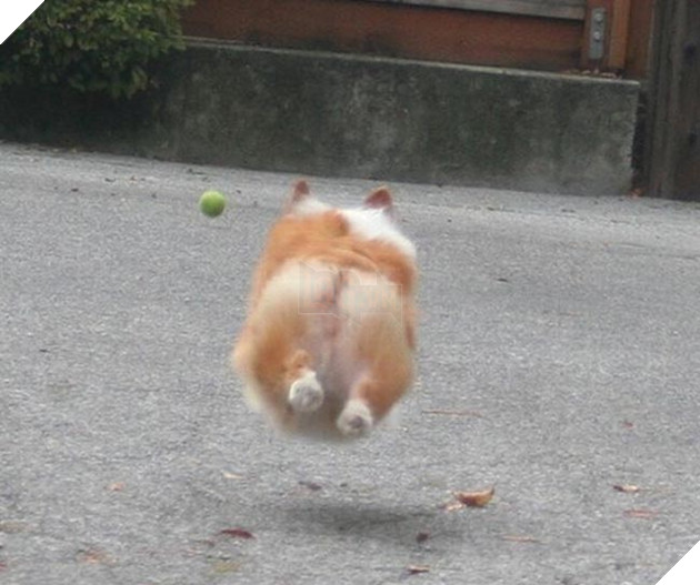 mông corgi siêu quyến rũ