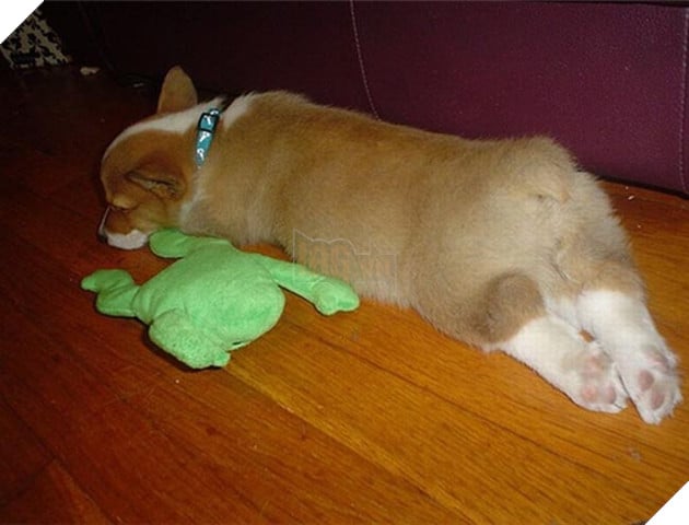 mông corgi siêu quyến rũ