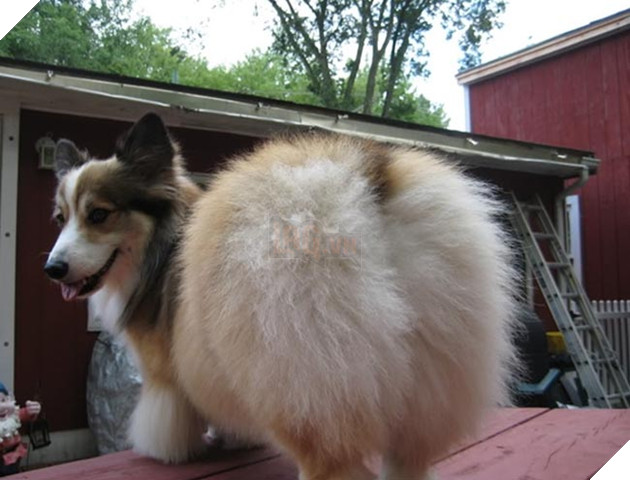 mông corgi siêu quyến rũ