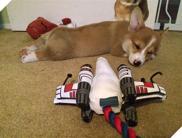 mông corgi siêu quyến rũ