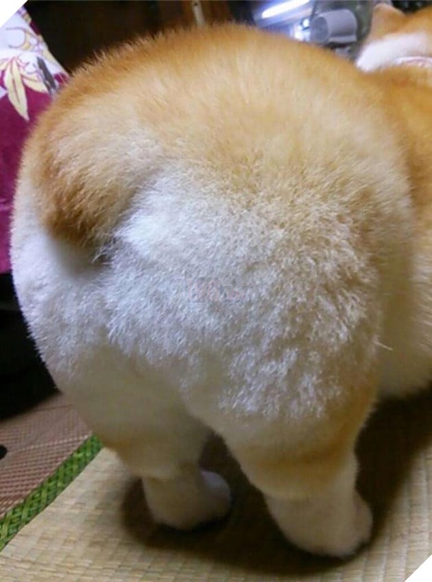 mông corgi siêu quyến rũ