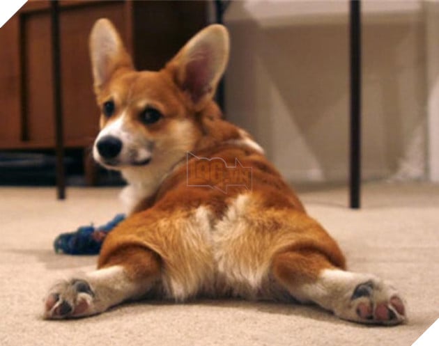 mông corgi siêu quyến rũ