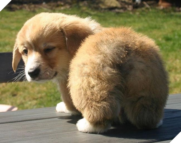 mông corgi siêu quyến rũ