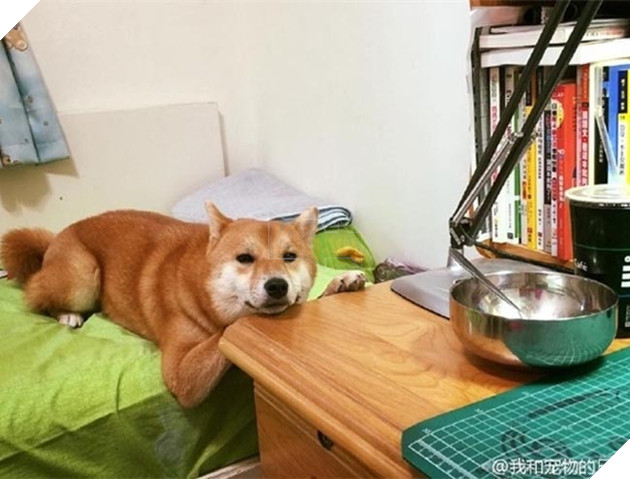 chú chó shiba ngủ gật trong lúc đợi cơm